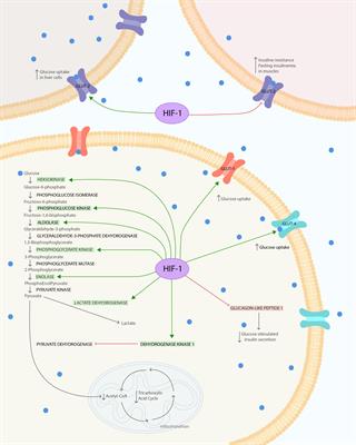 HIF-1α as a Mediator of Insulin Resistance, T2DM, and Its Complications: Potential Links With Obstructive Sleep Apnea